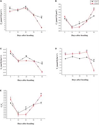 Comparative transcriptome analysis revealed differential gene expression involved in wheat leaf senescence between stay-green and non-stay-green cultivars